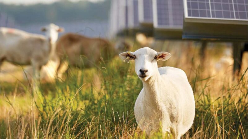 Baaa-ck to Basics: Sheep-powered Vegetation Management Adds to ...