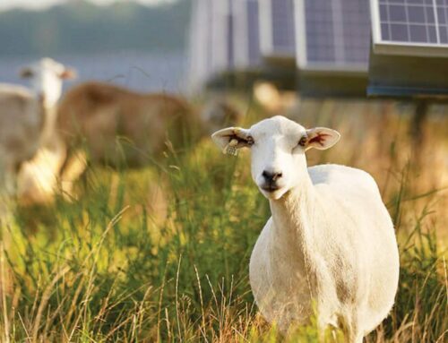 Baaa-ck to Basics: Sheep-powered Vegetation Management Adds to Sustainable Solutions